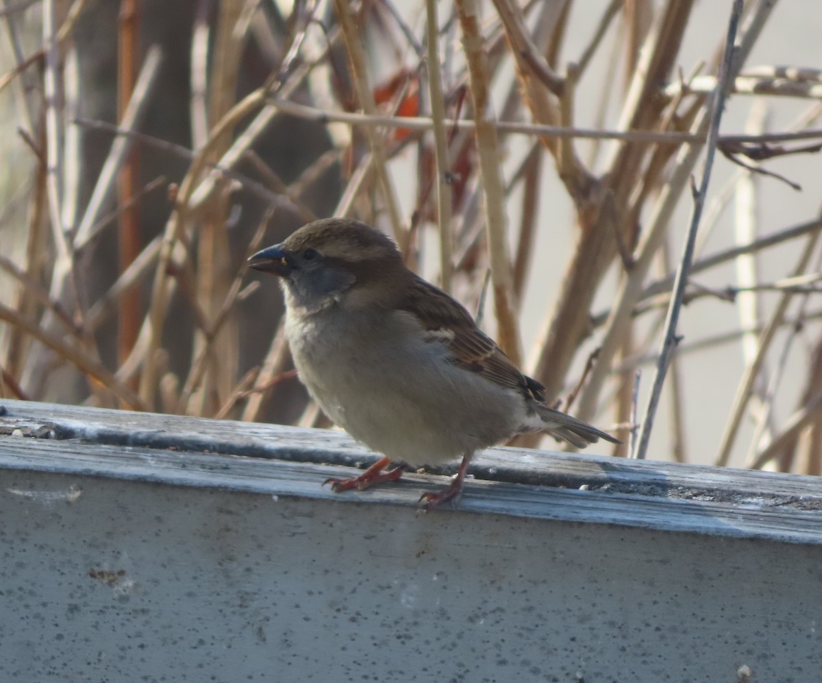 House Sparrow - ML618411829