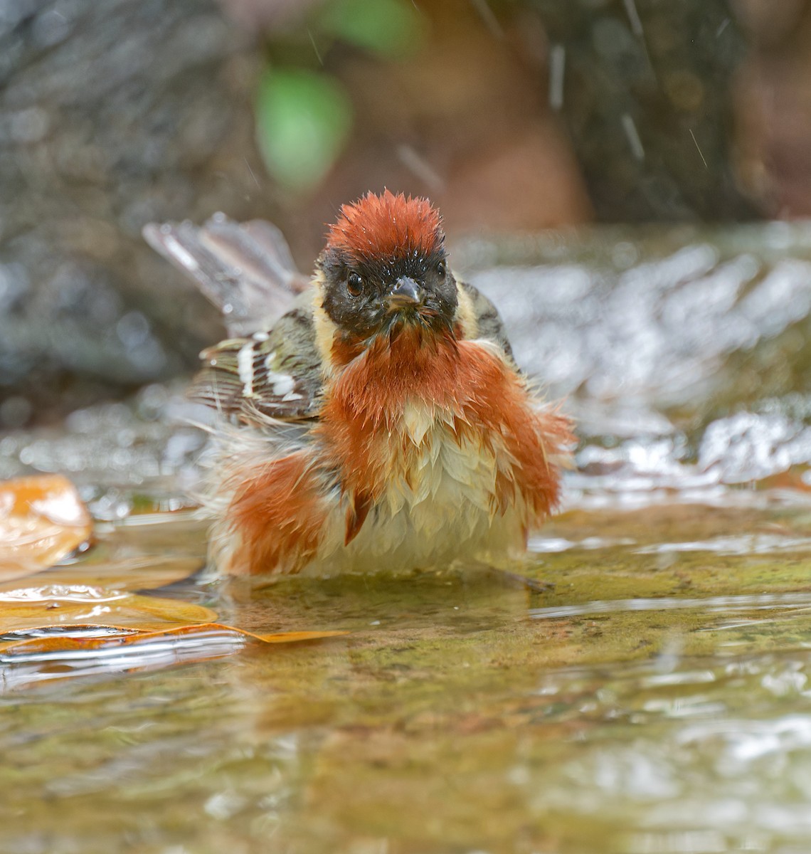 Bay-breasted Warbler - Harlan Stewart