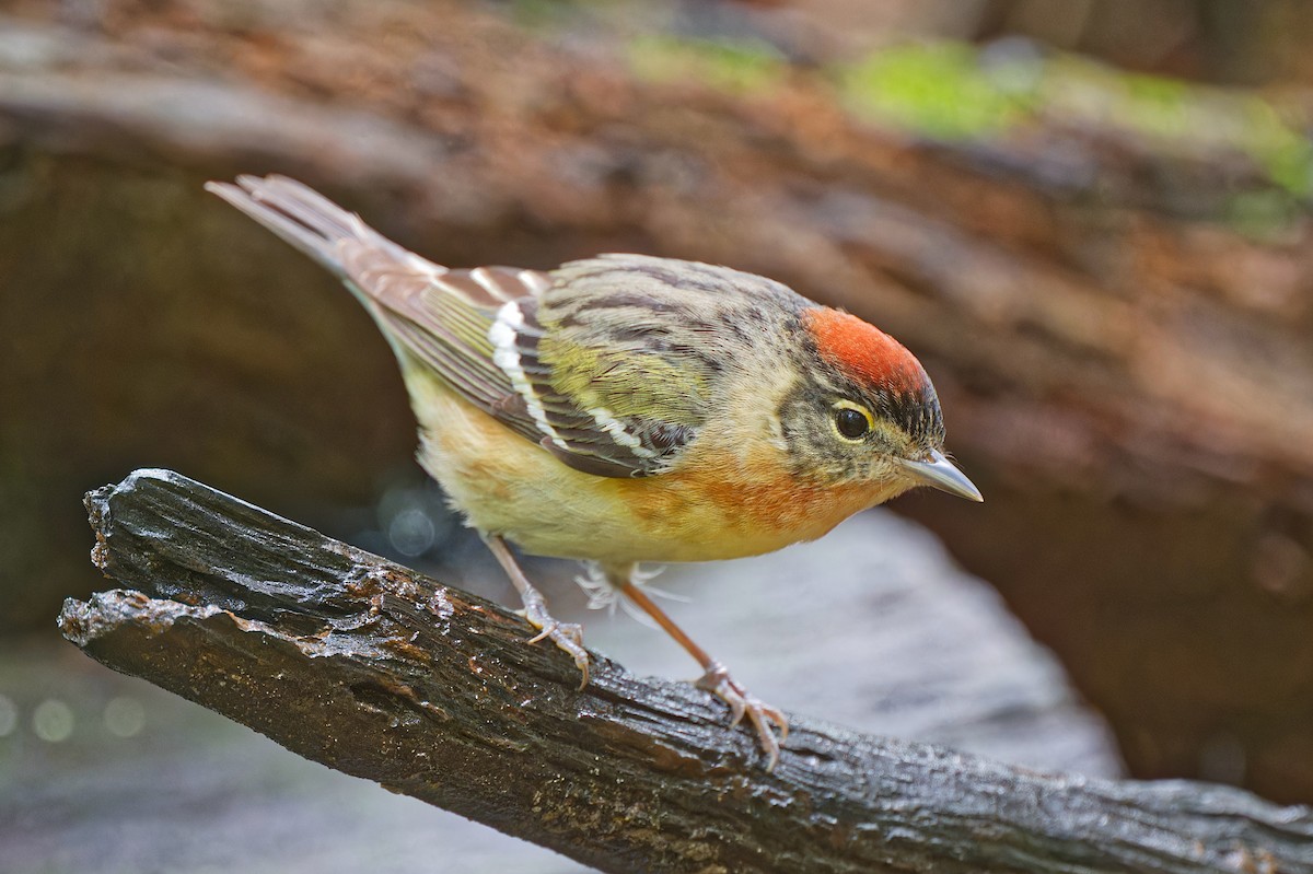 Bay-breasted Warbler - ML618411848