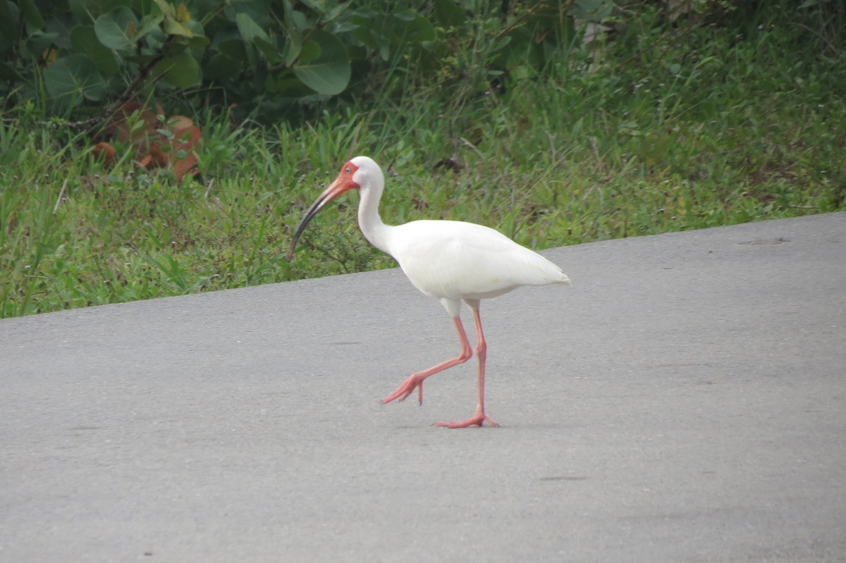 ibis bílý - ML618411850