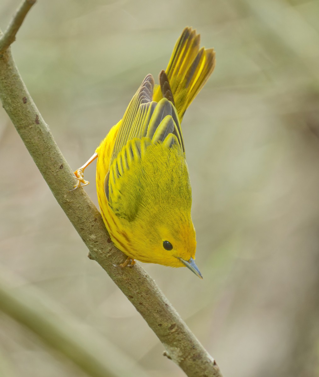 Yellow Warbler - ML618411853