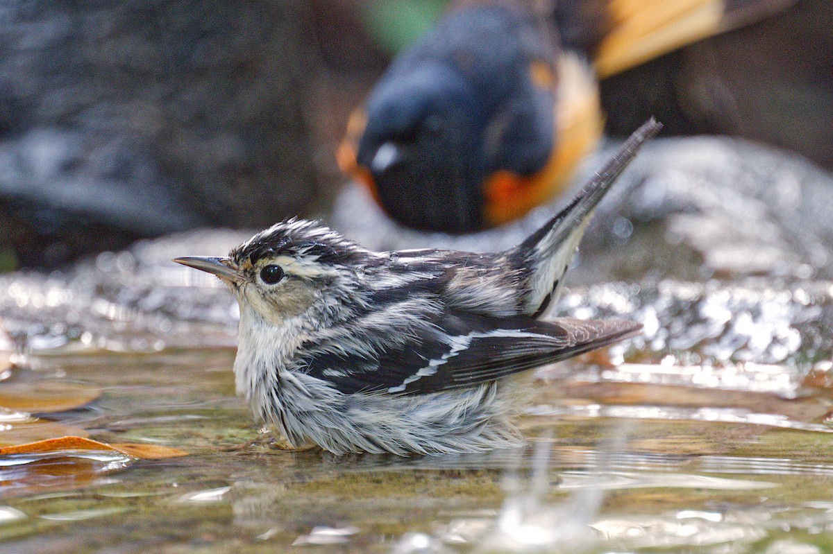 Black-and-white Warbler - ML618411869