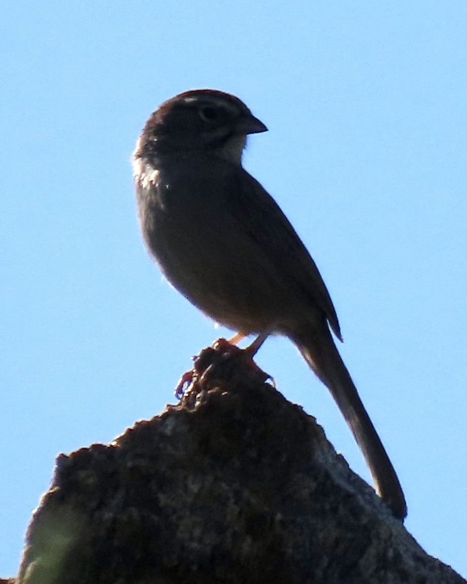 Rufous-crowned Sparrow - ML618411892