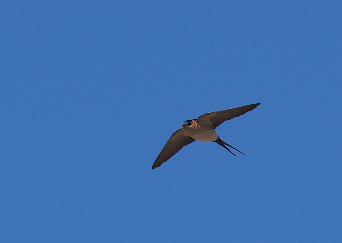 Red-rumped Swallow - ML618411901