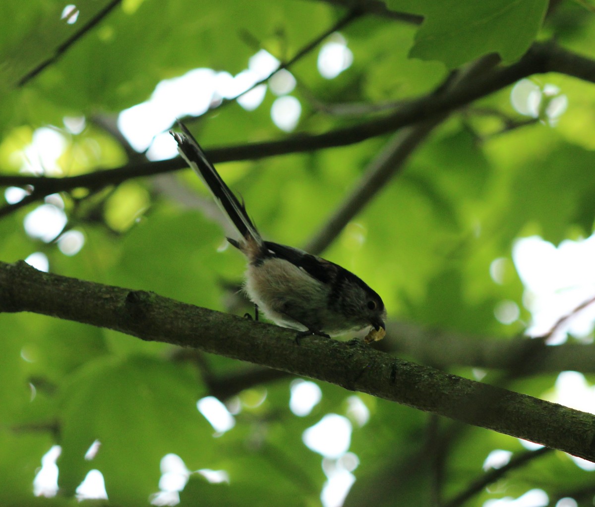 Long-tailed Tit - Bailey McCahon