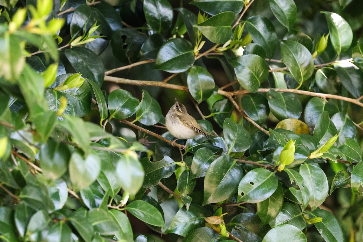 Pale-legged Leaf Warbler - ML618411956