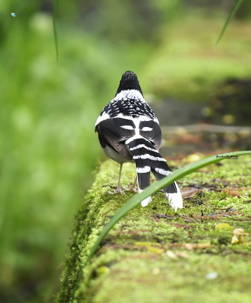 Spotted Forktail - ML618411962