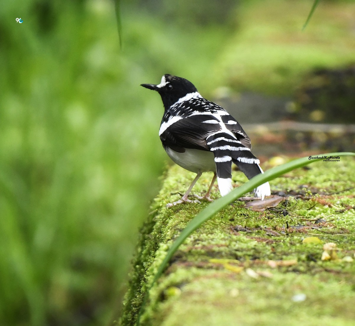 Spotted Forktail - ML618411963