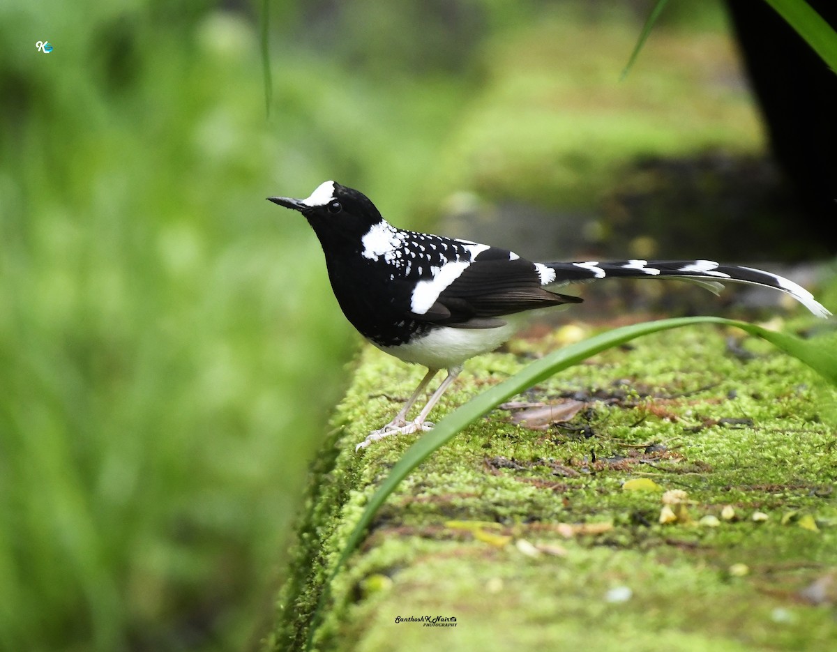 Spotted Forktail - ML618411964