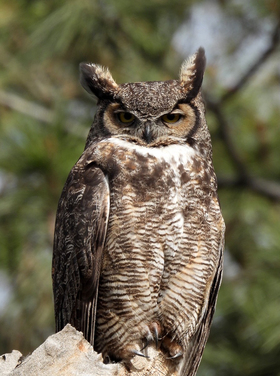 Great Horned Owl - ML618411981