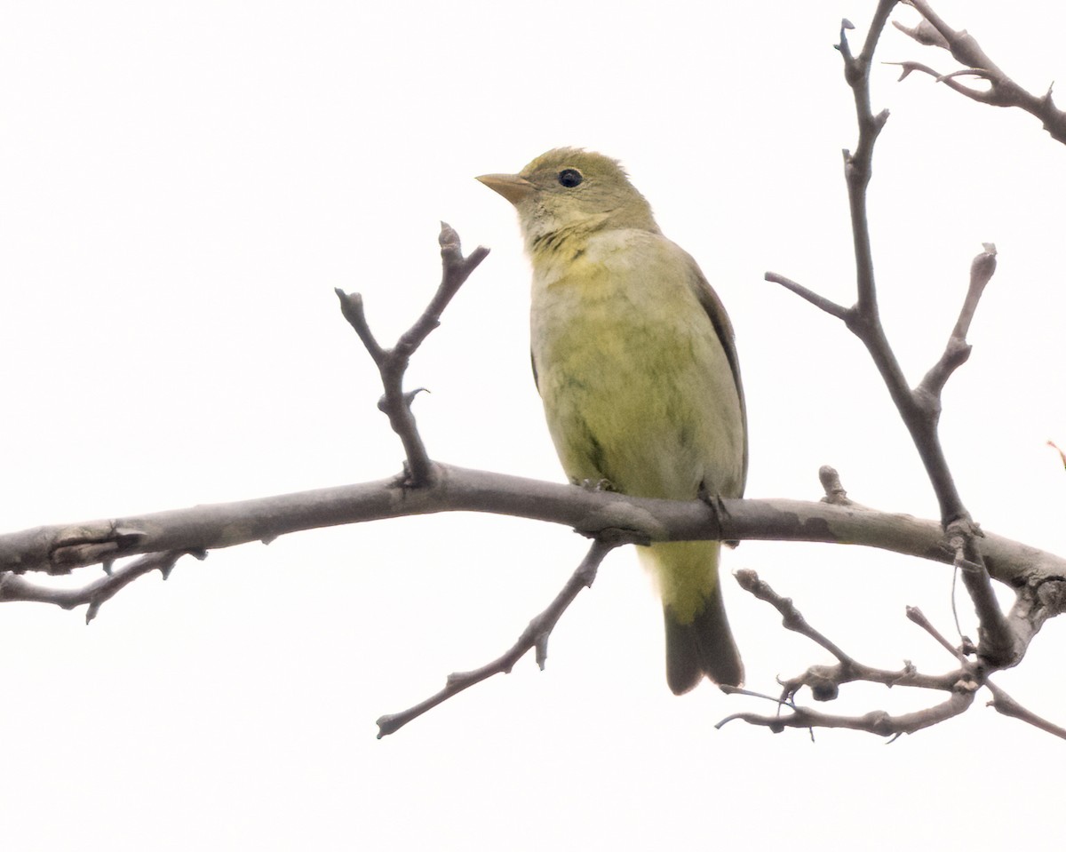 Western Tanager - ML618411988