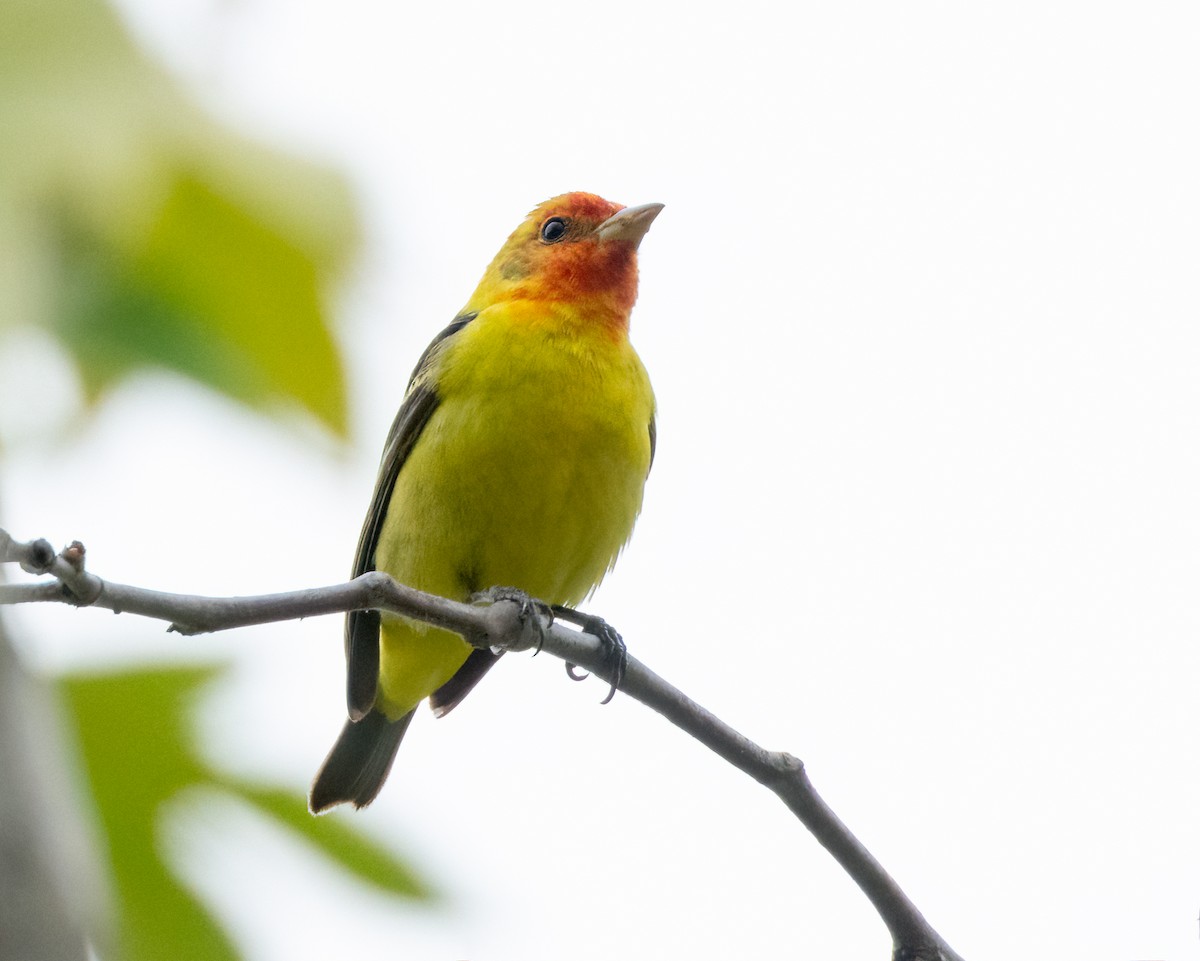 Western Tanager - ML618411989