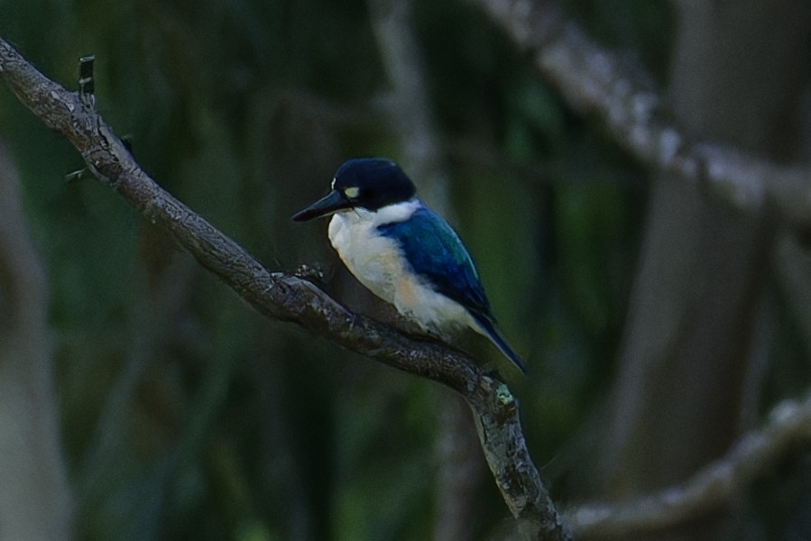 Forest Kingfisher - ML618412016