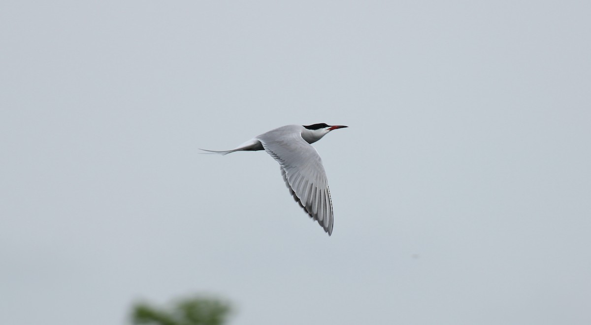 Common Tern - ML618412039