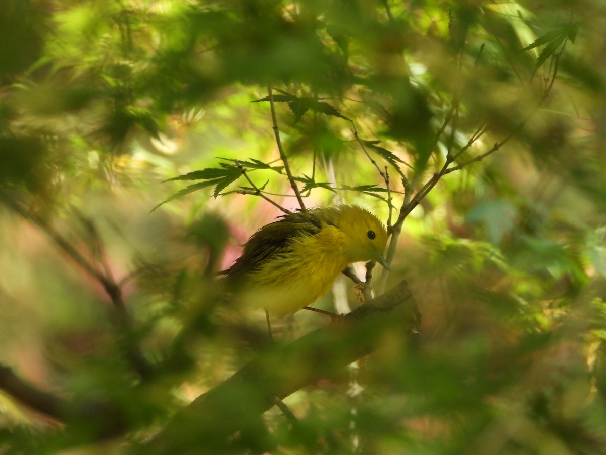 Yellow Warbler - ML618412041
