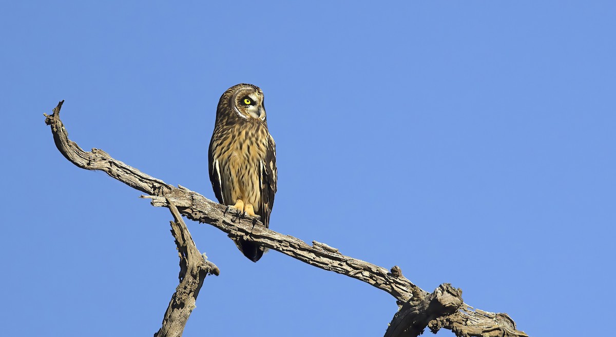 Short-eared Owl (Hawaiian) - ML618412044