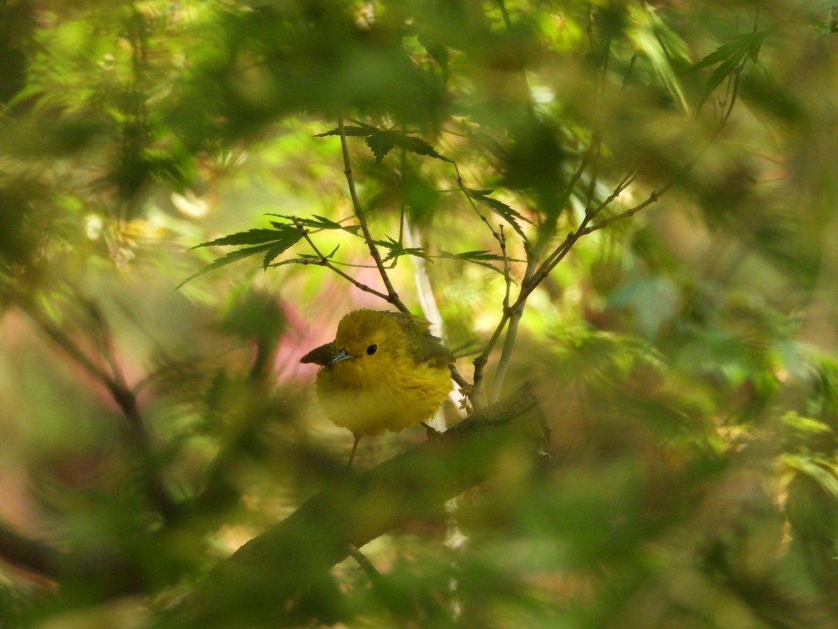 Yellow Warbler - ML618412047