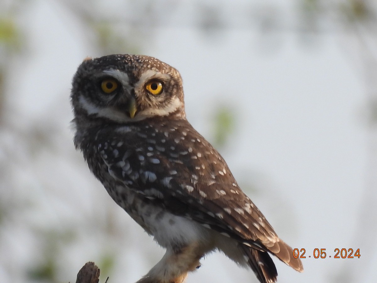 Spotted Owlet - ML618412049