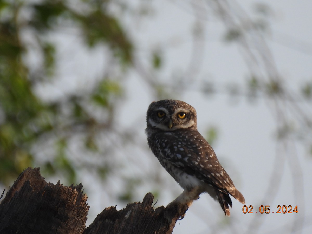 Spotted Owlet - Navneet Muthiah S