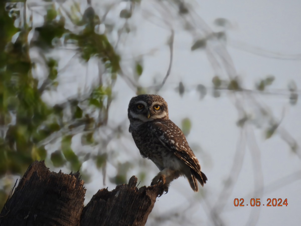 Spotted Owlet - ML618412051