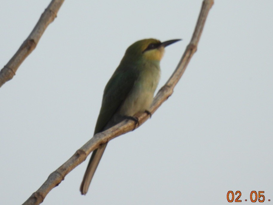 Asian Green Bee-eater - ML618412059