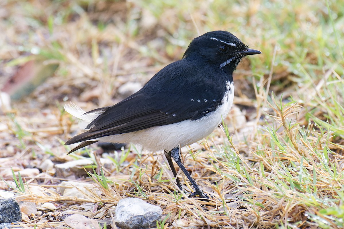 Willie-wagtail - ML618412067