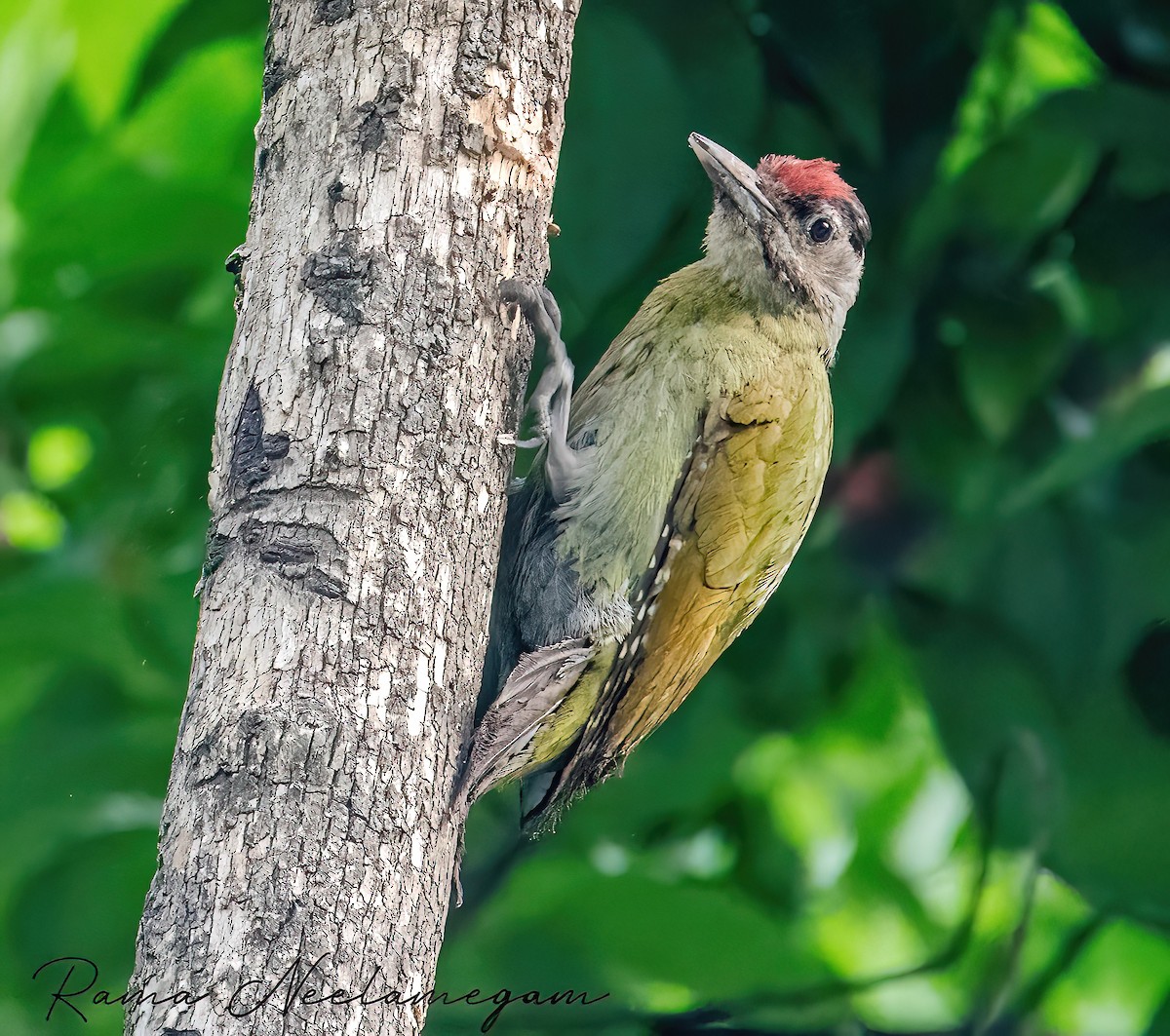 Gray-headed Woodpecker - ML618412069