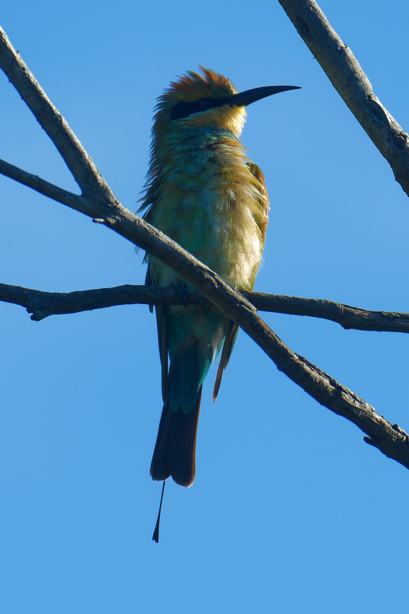 Rainbow Bee-eater - ML618412083
