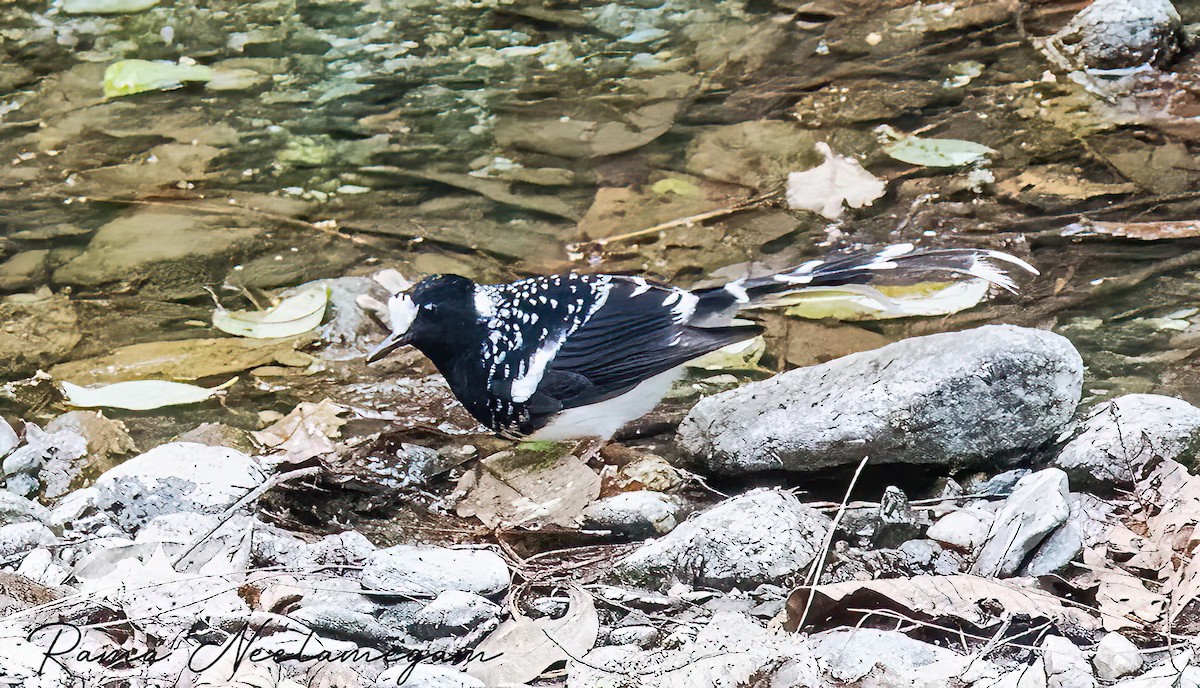 Spotted Forktail - ML618412086