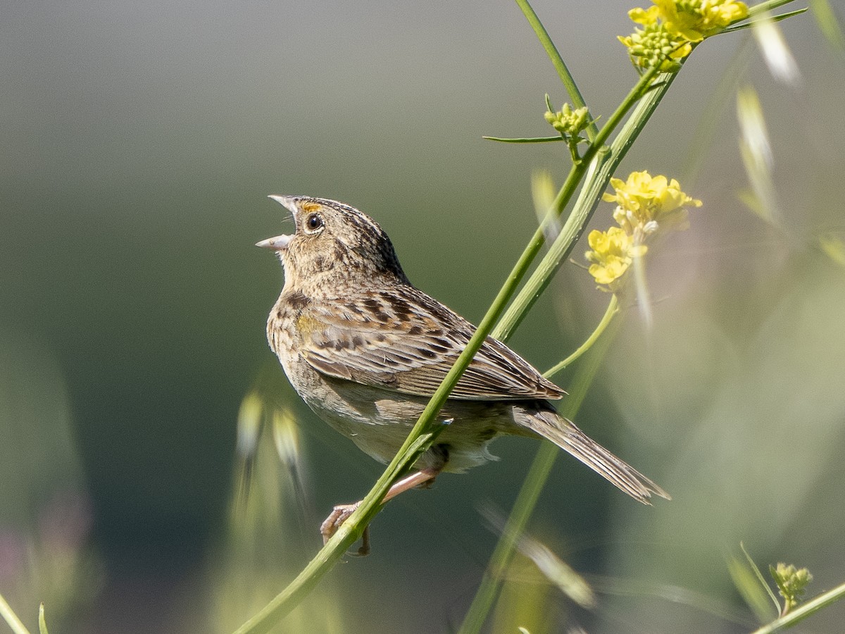 Grasshopper Sparrow - ML618412091