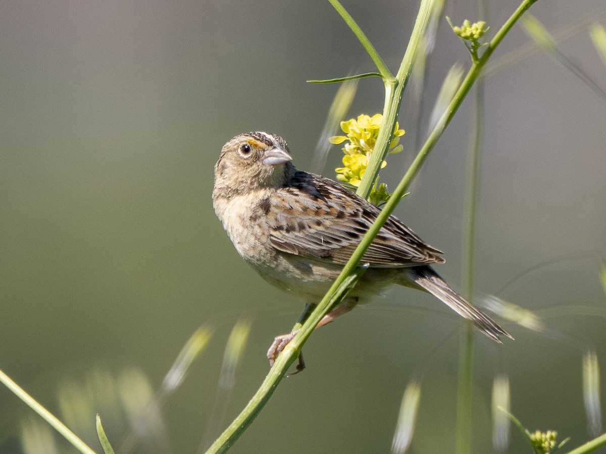 Grasshopper Sparrow - ML618412094