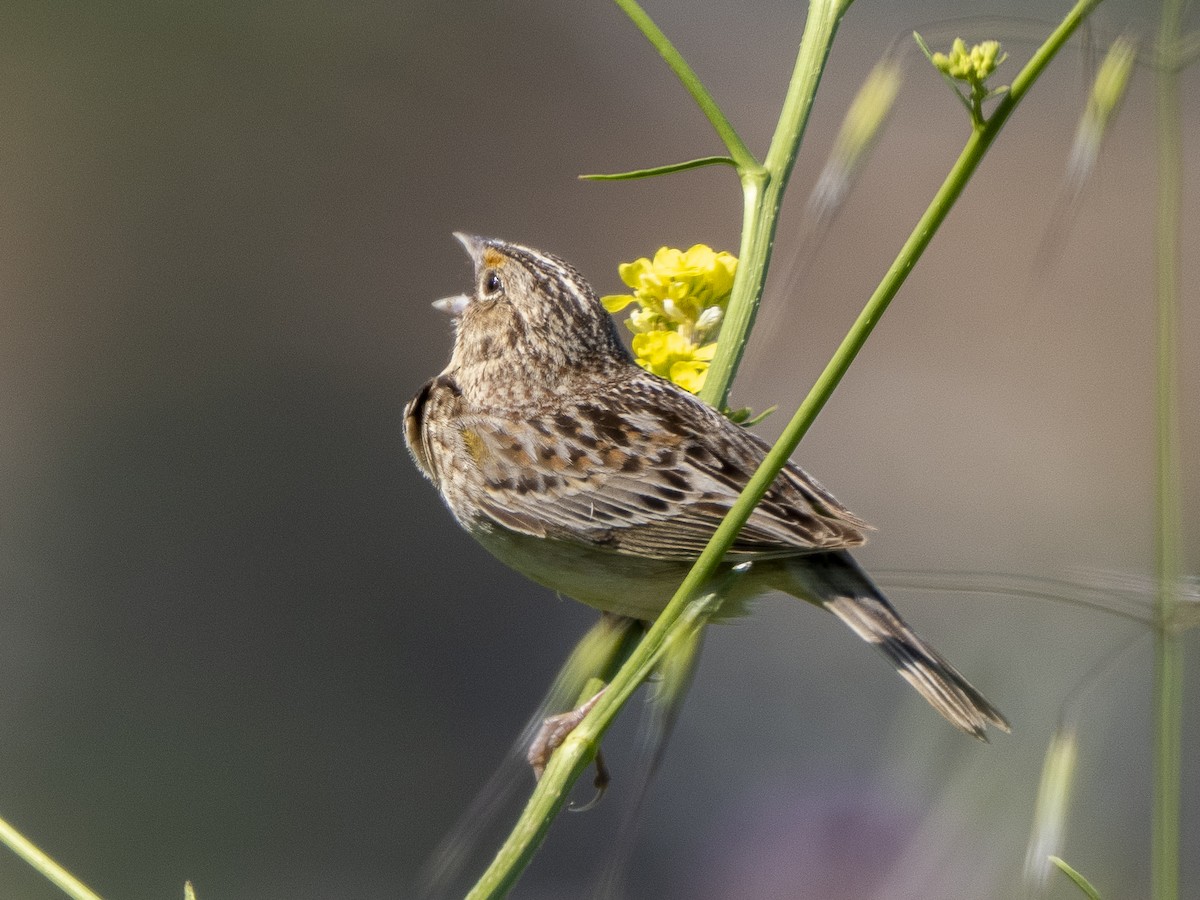 Grasshopper Sparrow - ML618412101