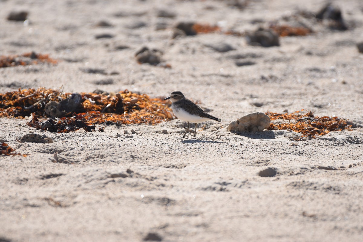 Double-banded Plover - ML618412102