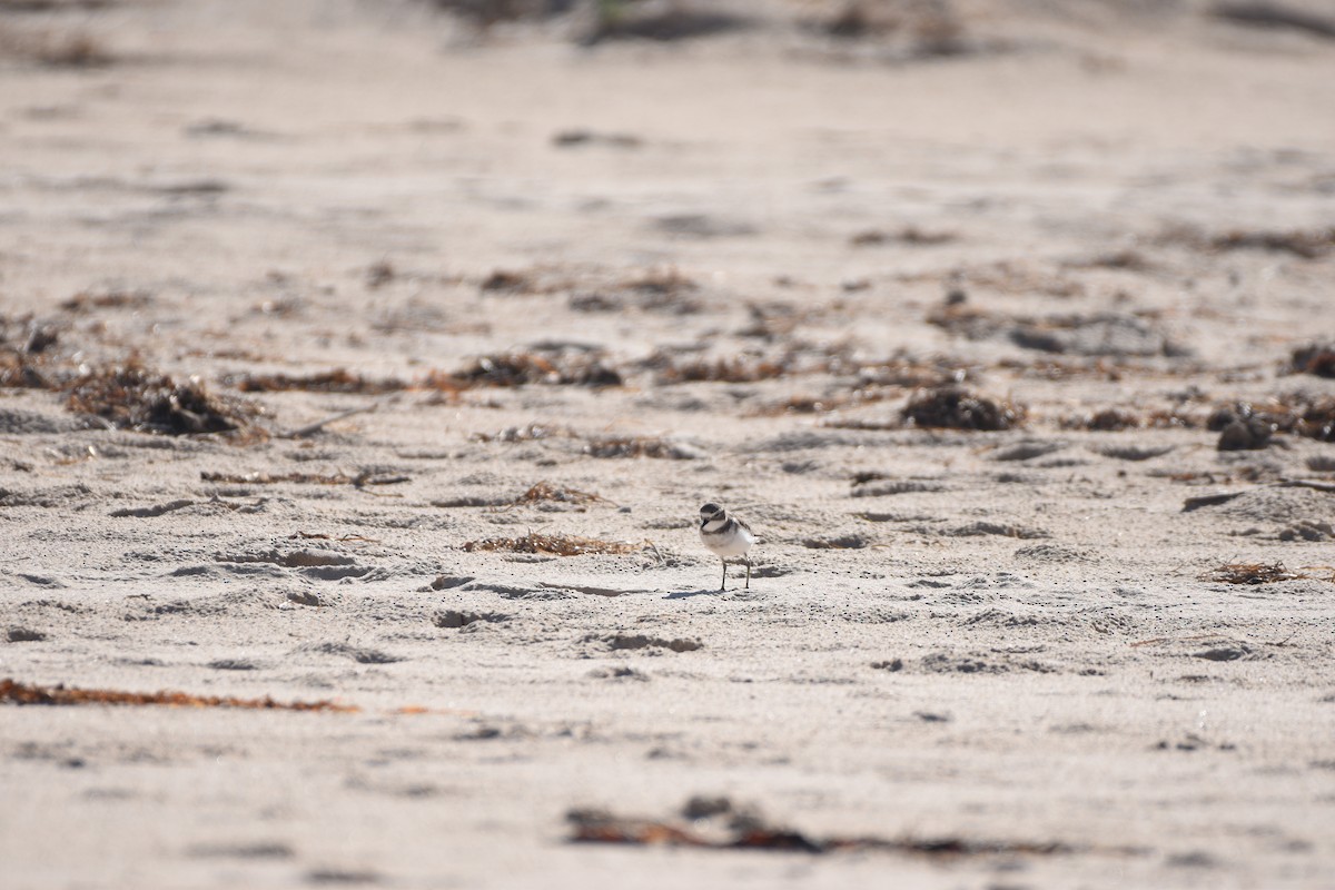 Double-banded Plover - ML618412103