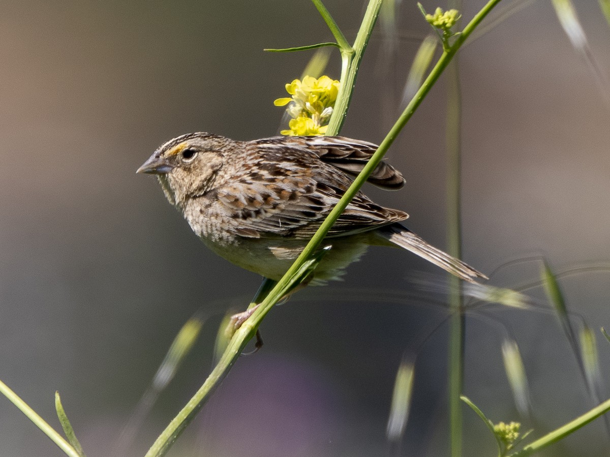 Grasshopper Sparrow - ML618412106