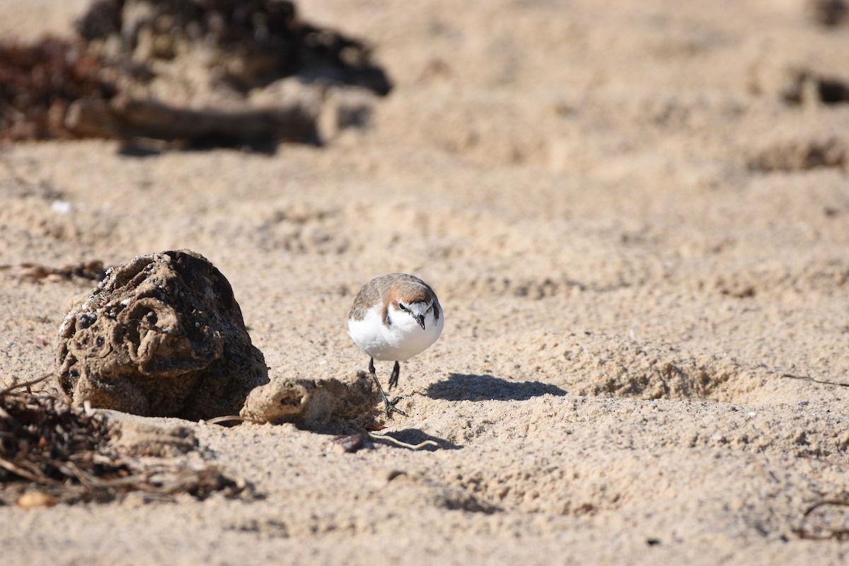 Red-capped Plover - ML618412107