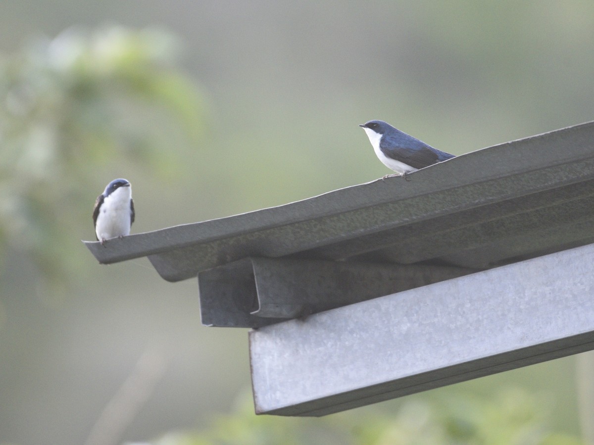 Blue-and-white Swallow - ML618412161