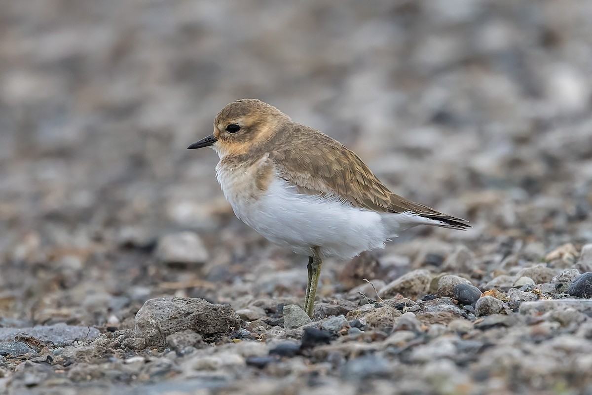 Double-banded Plover - ML618412200
