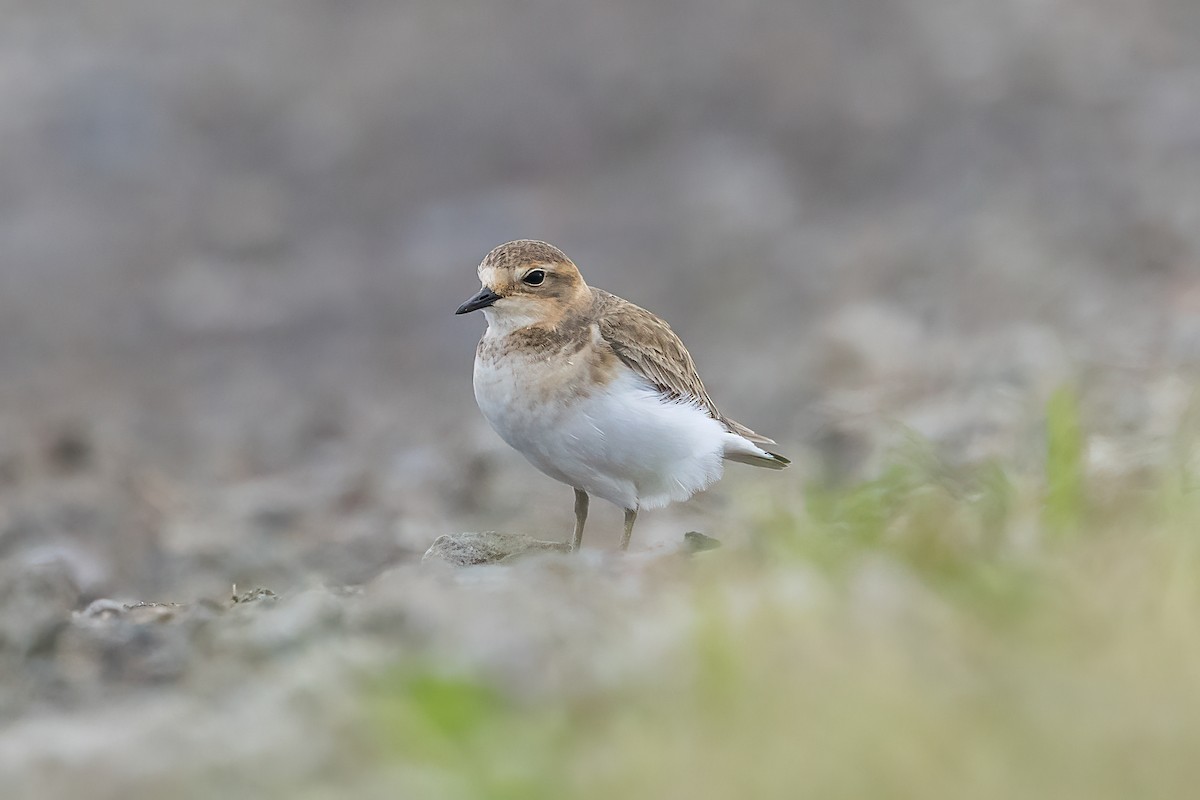 Double-banded Plover - ML618412201