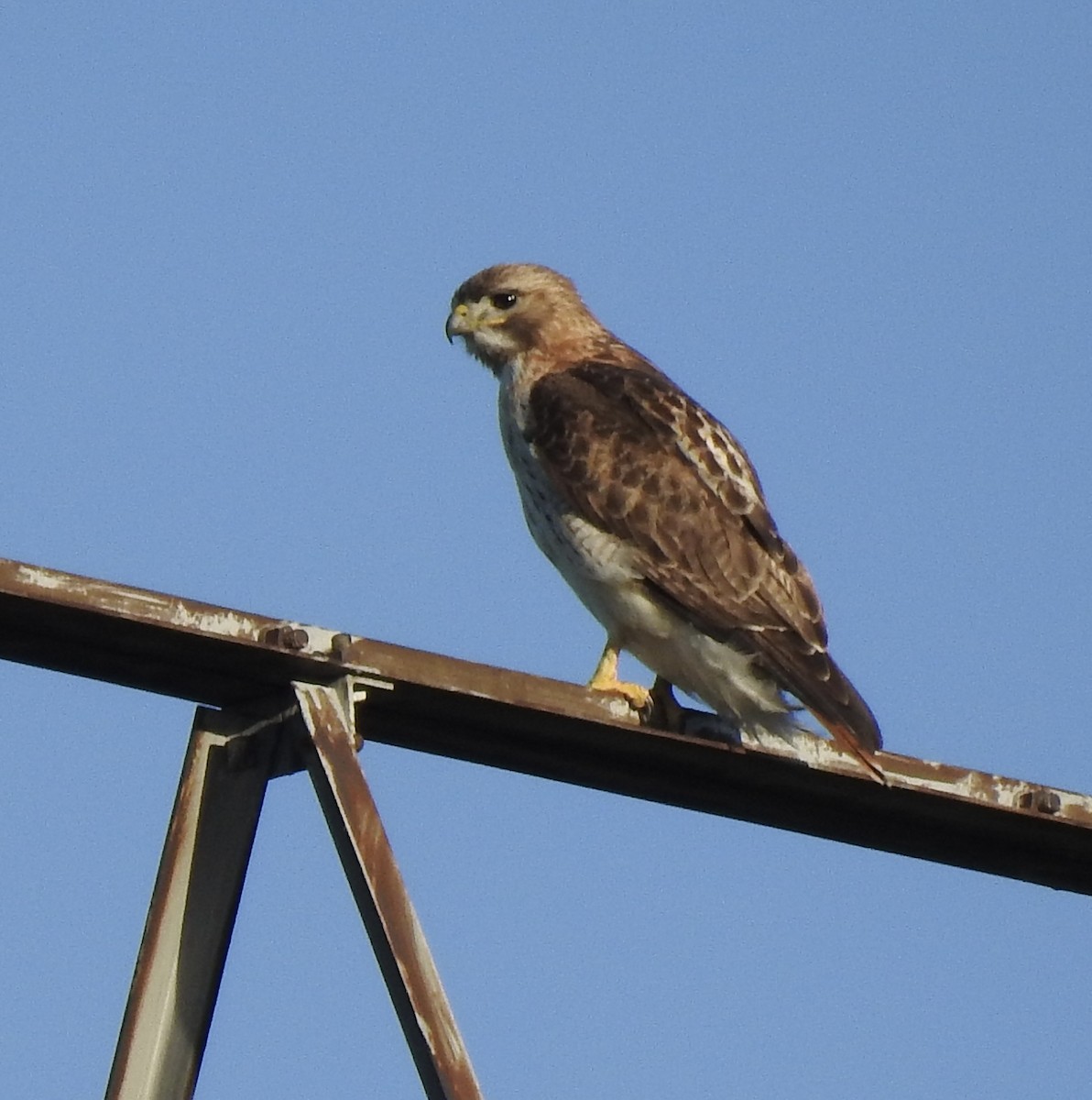 Red-tailed Hawk - ML618412258