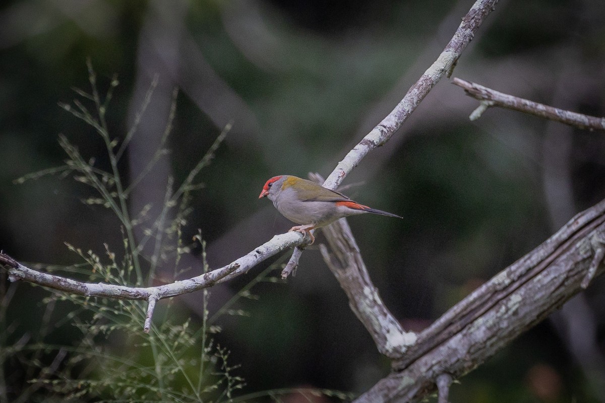 Red-browed Firetail - ML618412271