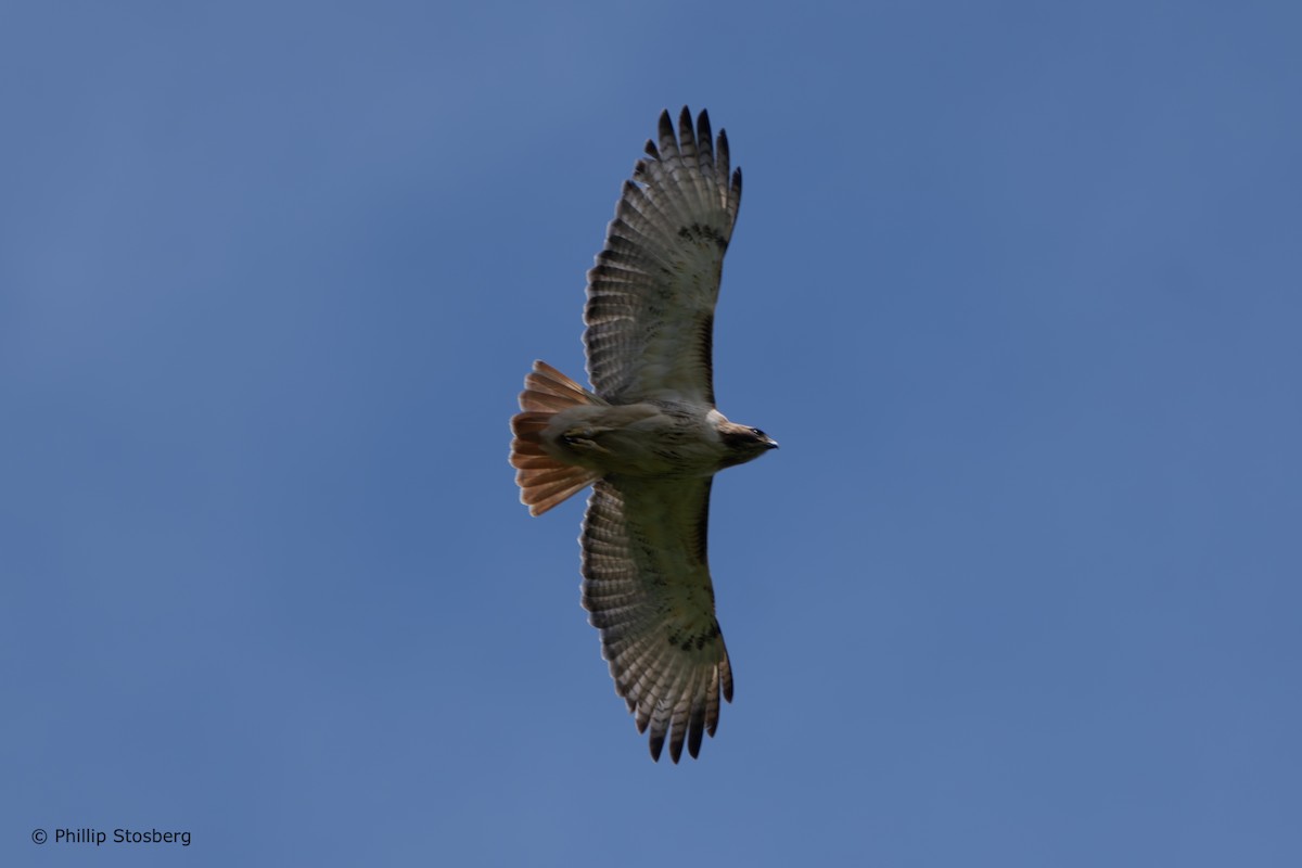 Red-tailed Hawk - ML618412285