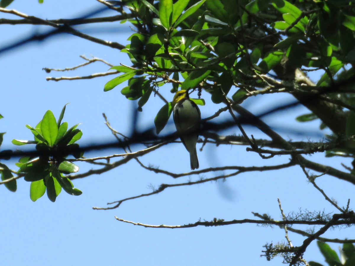 Black-throated Green Warbler - ML618412311