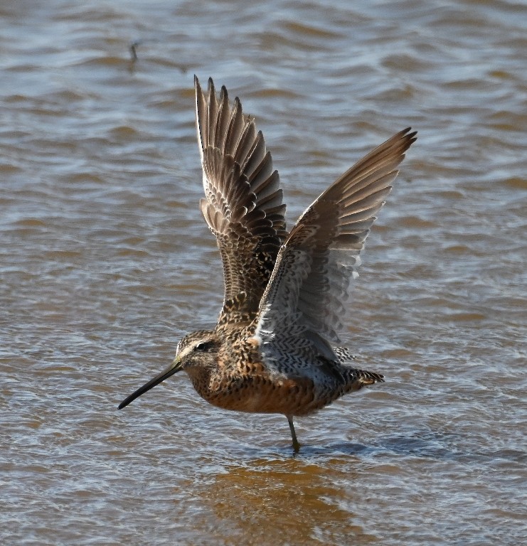 Long-billed Dowitcher - ML618412341