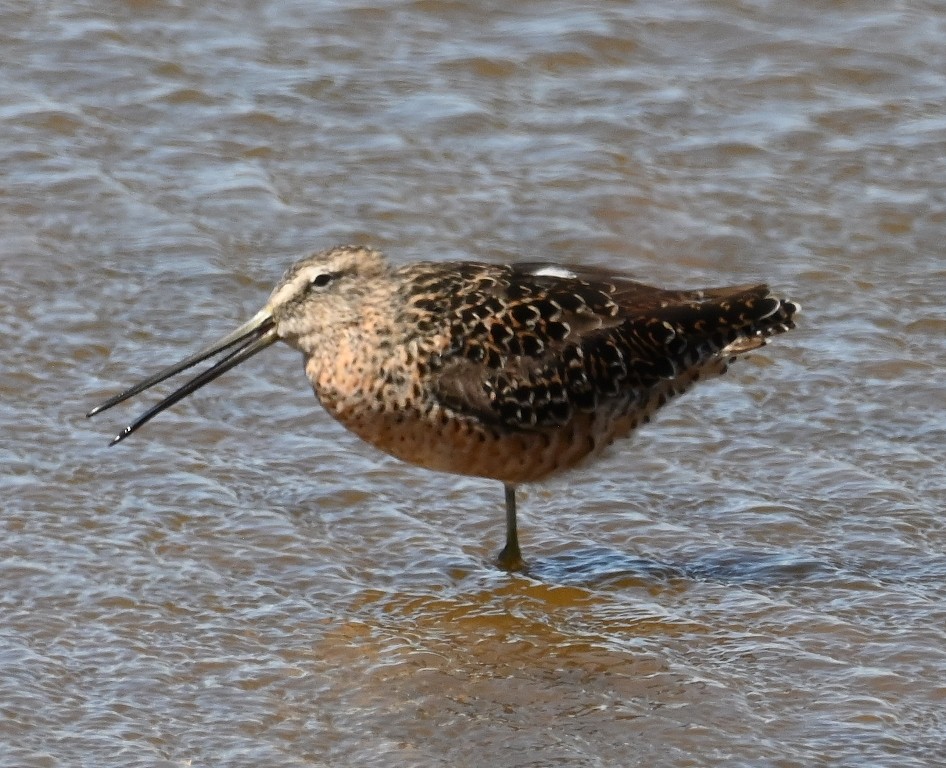 Long-billed Dowitcher - ML618412342