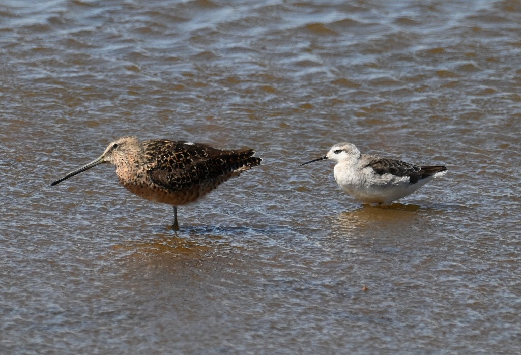 Long-billed Dowitcher - ML618412344
