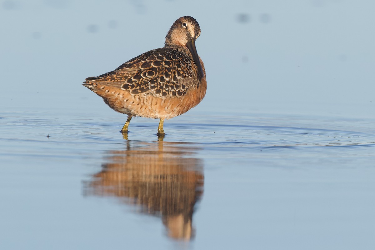 Long-billed Dowitcher - ML618412374