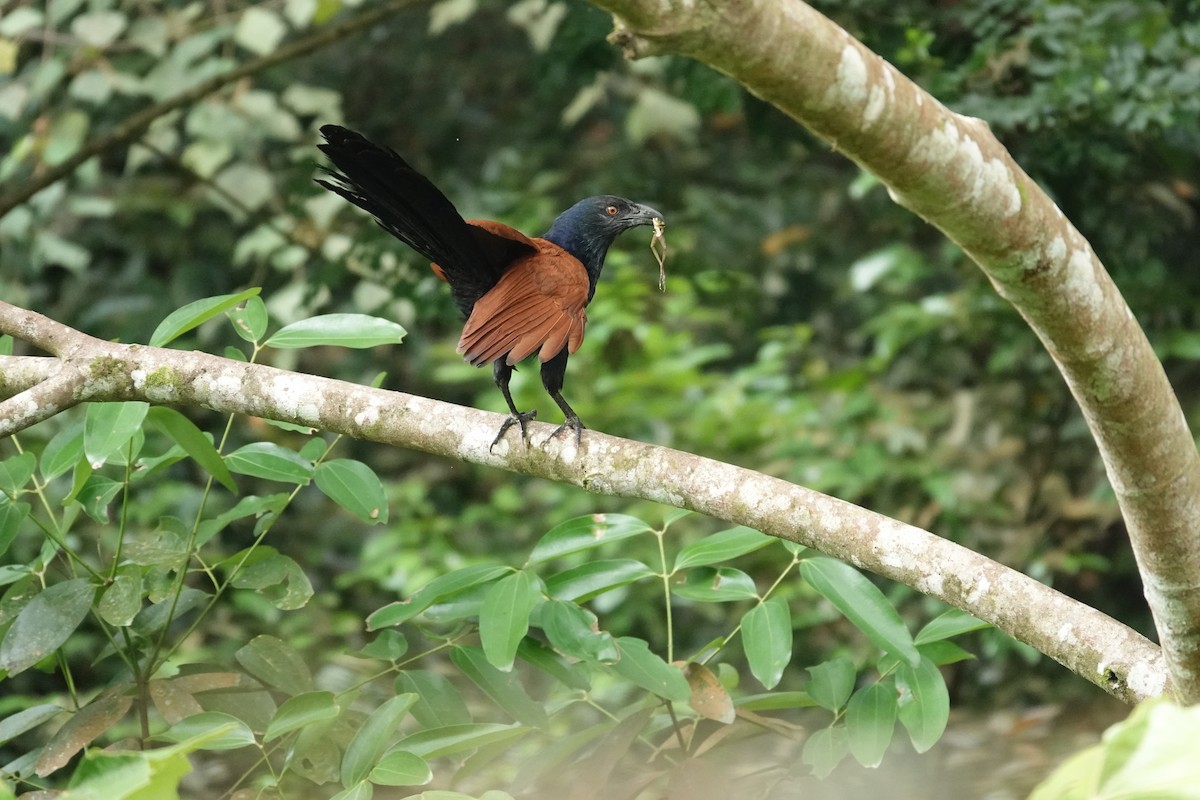Greater Coucal - KL Pow