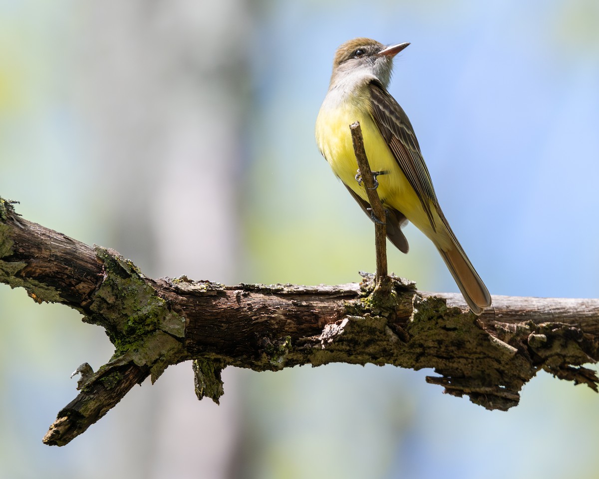 Great Crested Flycatcher - ML618412380