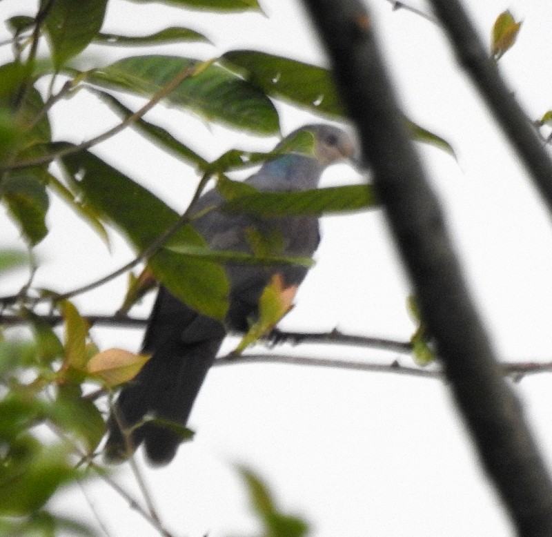 Barred Cuckoo-Dove - ML618412407